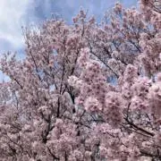 ☆