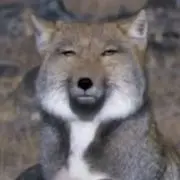 なつの画像