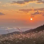 Pecoの画像