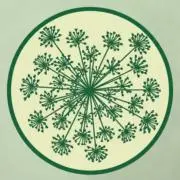 Eneldoの画像