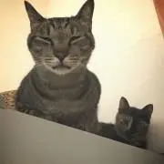 かつおちゃん