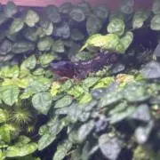 ばれんしあの画像