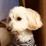こばちゃん