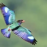 ブッポウソウの画像