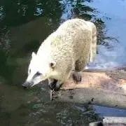 あずきの画像