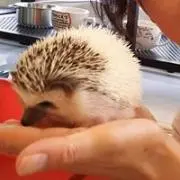 大畑 ひまわり
