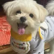 アロハニBuZZの画像