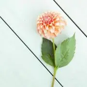 cou