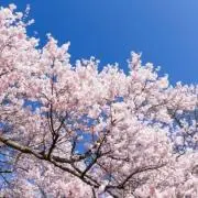 ソロリの画像