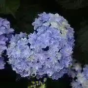 marurinko◎プロフ要確認の画像