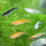 めだかの画像
