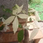 のおさ♪の画像