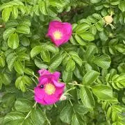 ⭐︎ハナマス⭐︎の画像