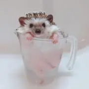 たぬきちの画像