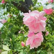 minminの画像