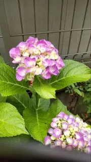 紫陽花の画像