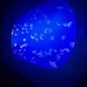 村るんの画像