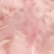 ビャクシの画像
