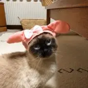 みさきの画像
