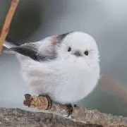 シマエナガ_まとめ値引き◎の画像
