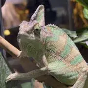 めりさん