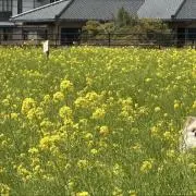 datの画像