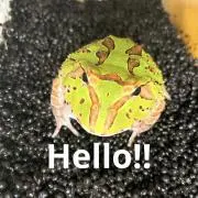 yahman.frogの画像
