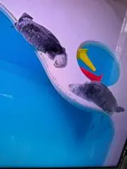 らこの画像