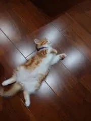 Tomomoの画像