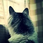 むうめも☆の画像