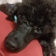 らむねの画像