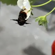 ちゃたんの画像