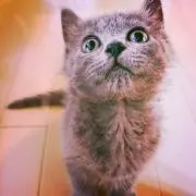 Minke