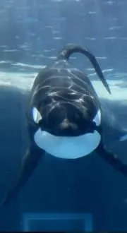 シャチゃの画像