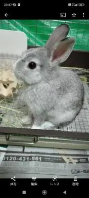 たけのこの画像