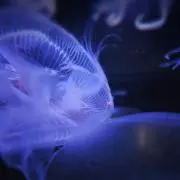 リョウの画像