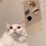 NAの画像