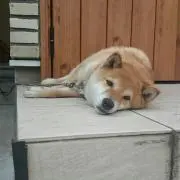 黒だ