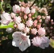 karumiaの画像