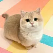 りこの画像