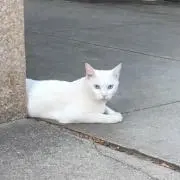 まりえ