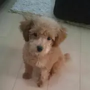 pipi
