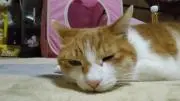 ちゃちゃの画像