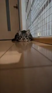 スムースの画像
