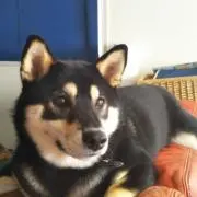 みー