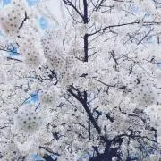 Cuの画像