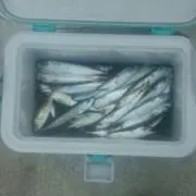北の盆