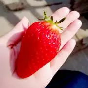 猫クッキー◆断捨離中