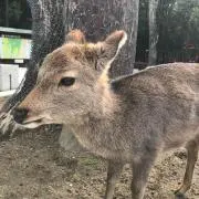 ひかりの画像