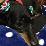 れおん
